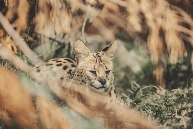 Pangea Park Falster