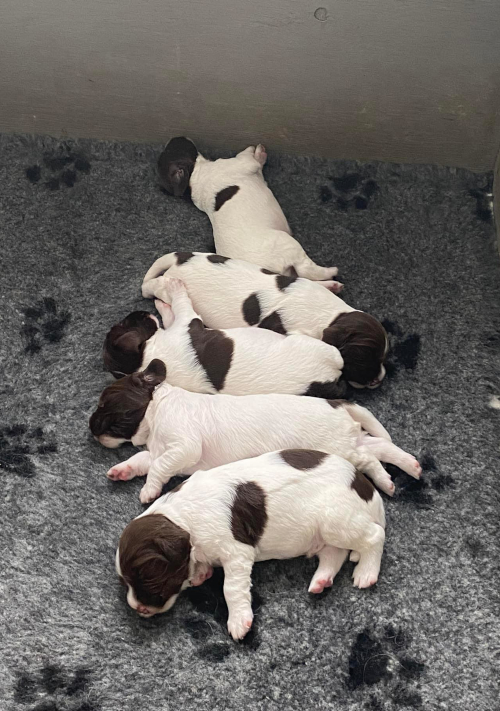 Kennel Sweepstake Gundogs